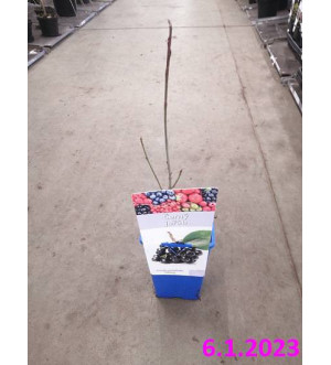 Aronia prun. 'Viking' RP 1,6 L